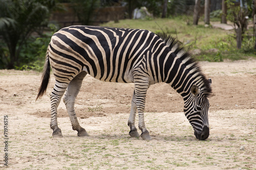 African Zebra