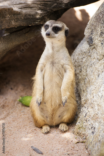 Meerkats in open zoo