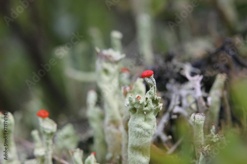 Cup Lichens