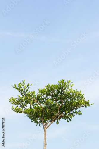 Black Afara Tree with sky