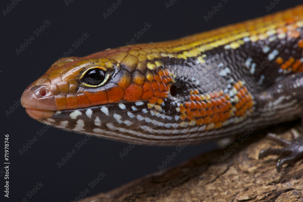 Fire skink / Lepidothryris fernandi Fire skink / Lepidothryris fernandi