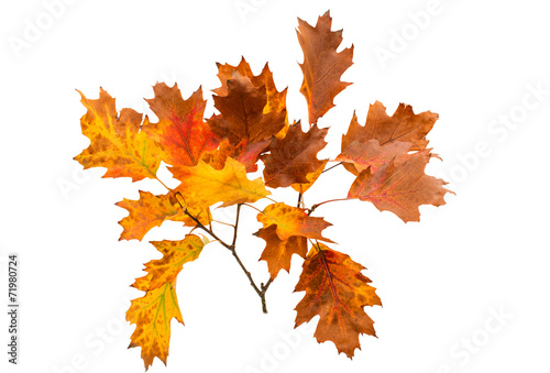 Autumn leaves decorative