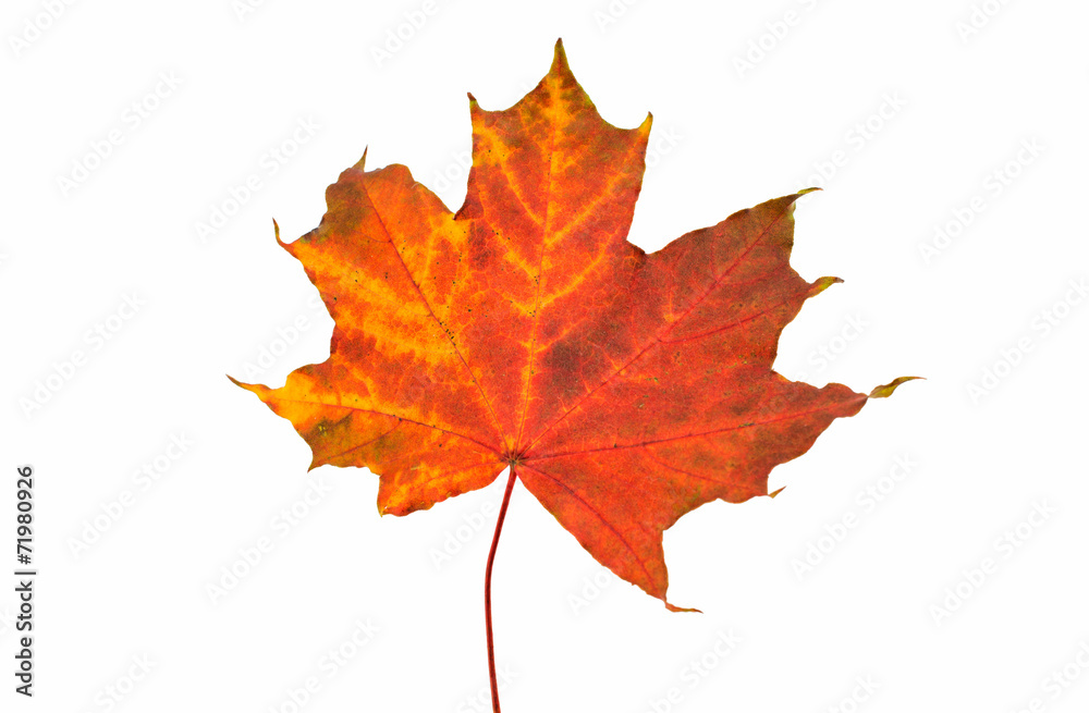 Autumn leaves decorative Autumn leaves decorative