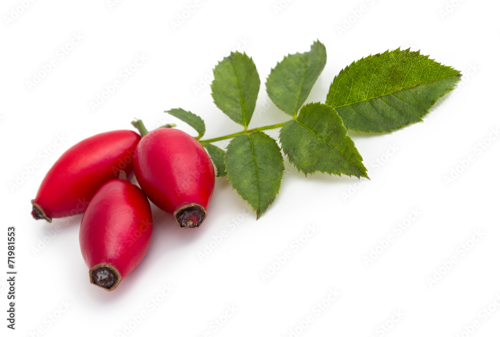 Rose hips isolated Rose hips isolated