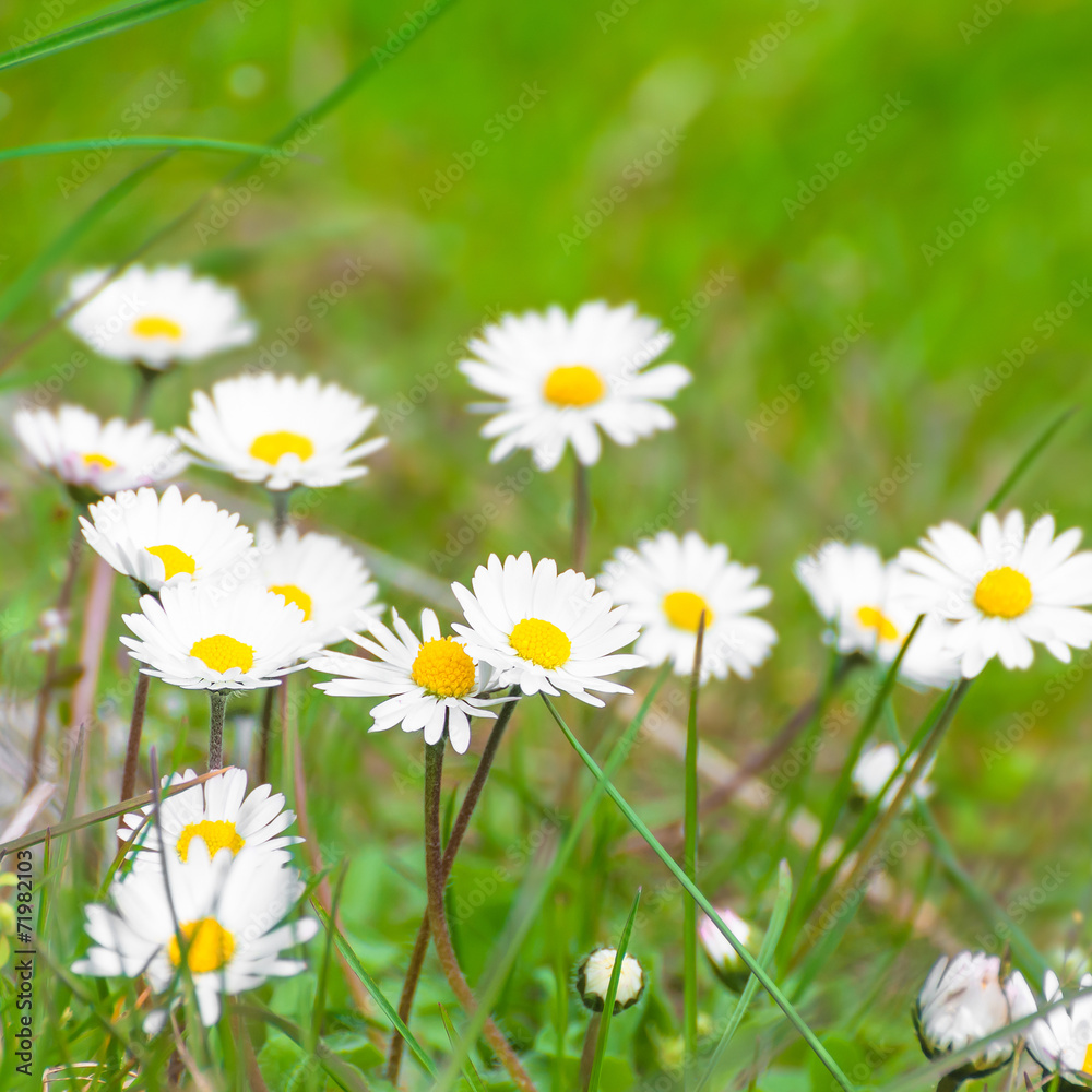 Gänseblümchen, Bellis perennis, Frühlingsblumen Gänseblümchen, Bellis perennis, Frühlingsblumen