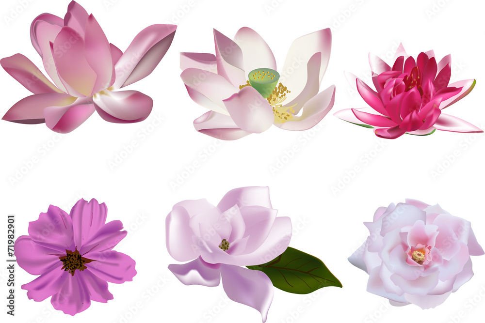 Fototapeta premium six pink flowers collection