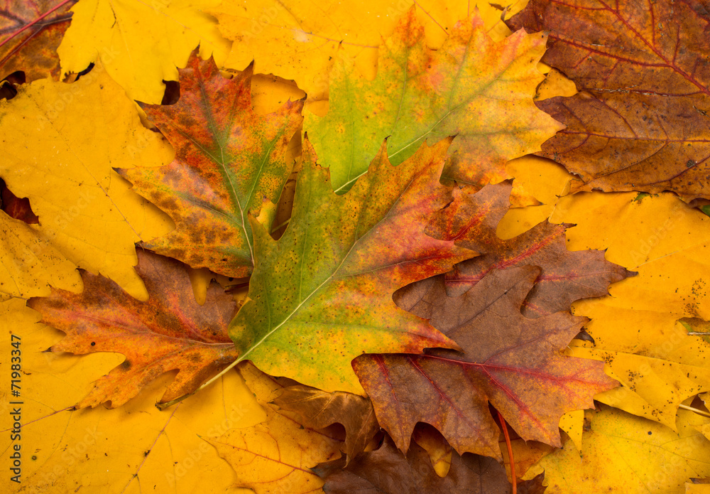 background of autumn leaves