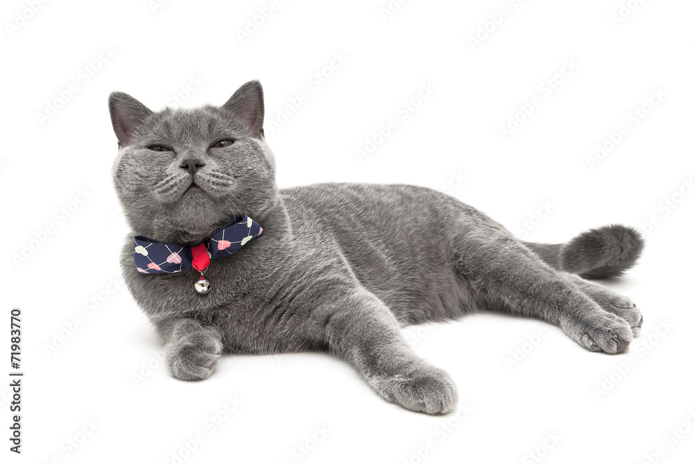 gray cat wearing a collar with a bow isolated on a white backgro