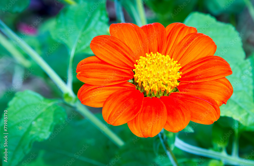 Mexican Sunflower Mexican Sunflower