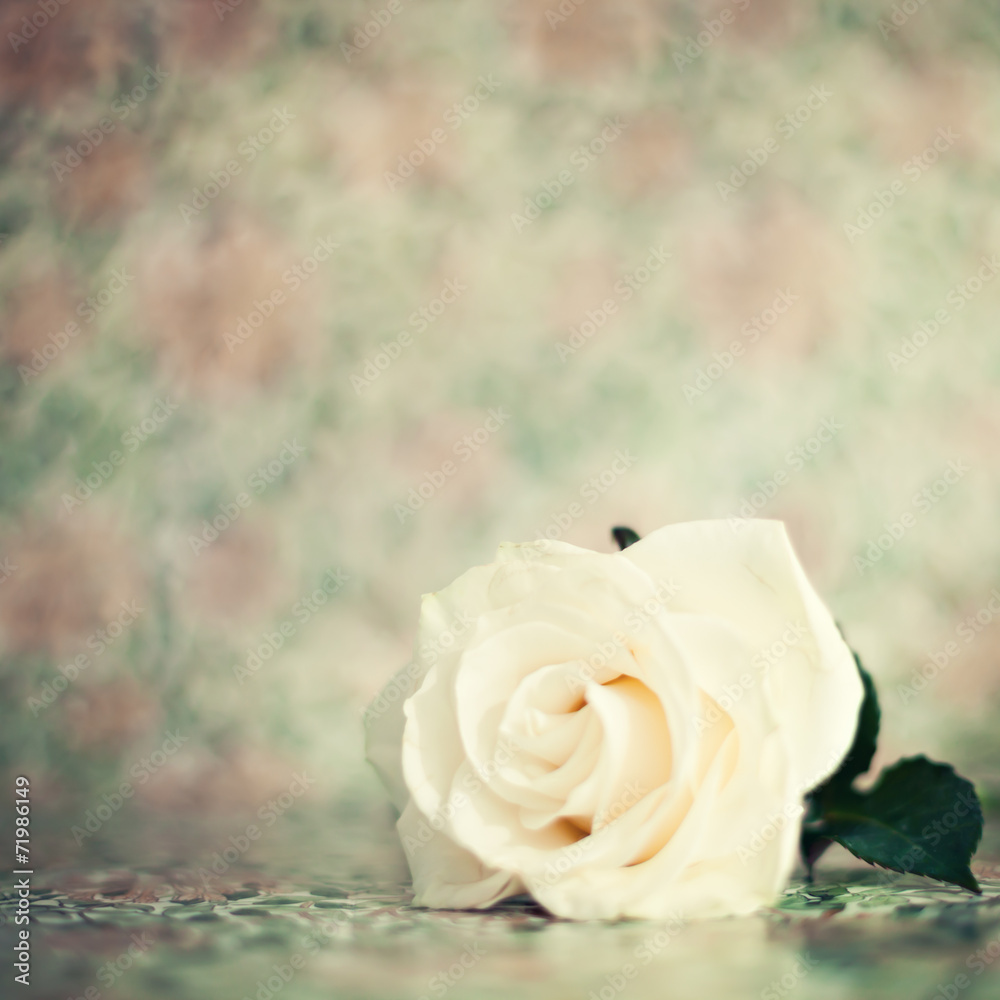 Obraz premium Vintage white rose