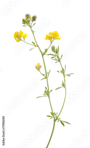 flower lucerne