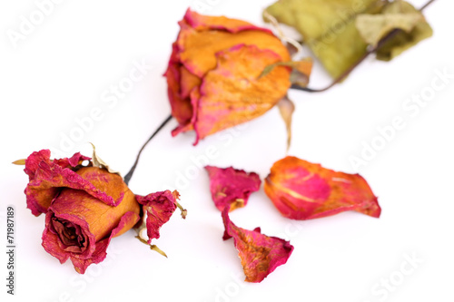 Withered roses and petals over white background.