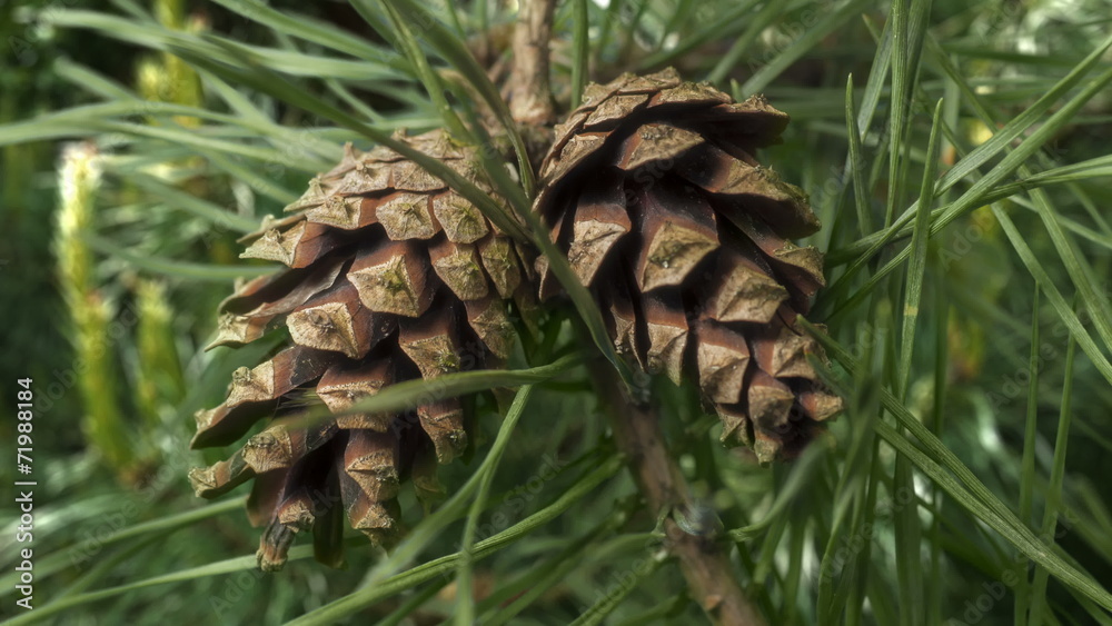 Zapfen einer Schwarzkiefer (Pinus nigra) öffnet sich, Zeitraffer