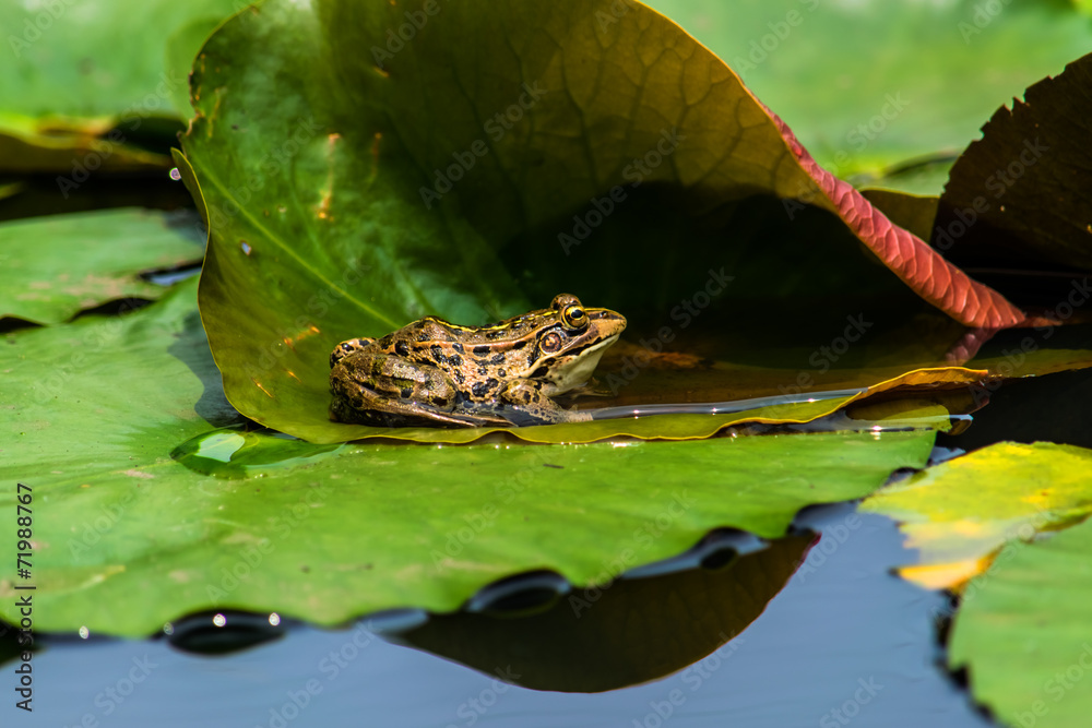 Black-spotted pond frog on the lily pad Black-spotted pond frog on the lily pad