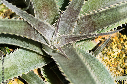 Dyckia marnier lapostollei, Bromeliaceae