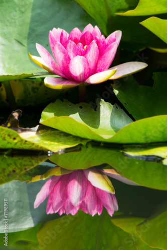Refletion of the red water lily flower