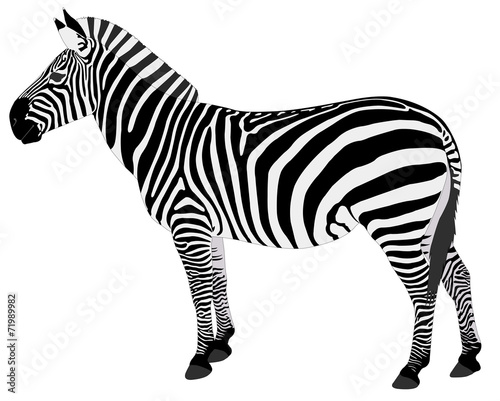 detailed illustration of zebra - vector