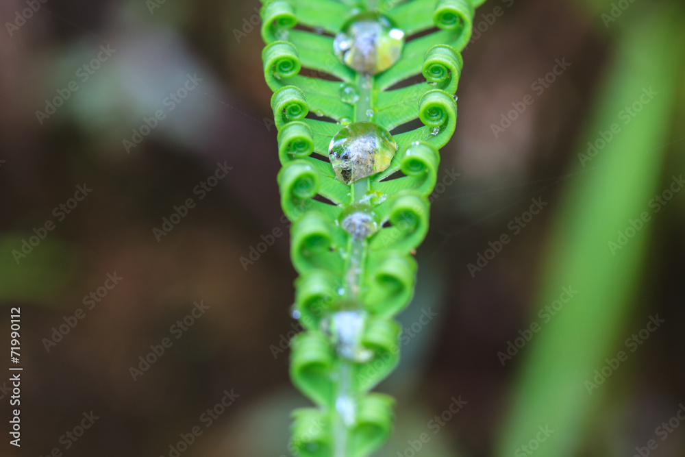 water drops on green fern leaves
