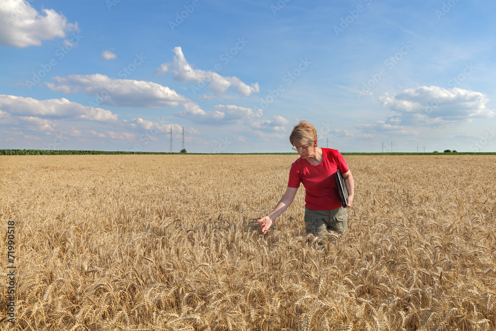Agriculture, agronomist examine wheat field Agriculture, agronomist examine wheat field