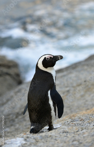  African penguin