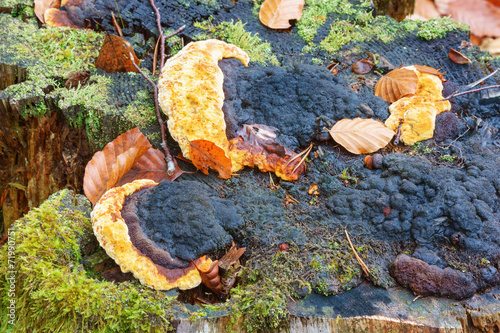 Phaeolus schweinitzii photo