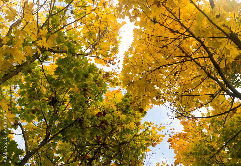 beautiful autumn background from yellow maple leaves