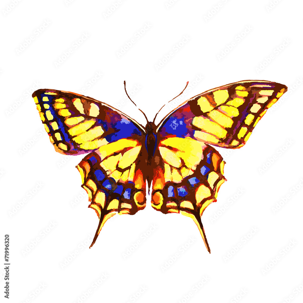 butterflies design butterflies design