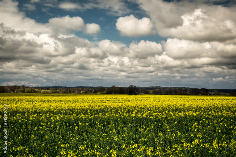 field of rapeseed with beautiful sky - landscape format - obrazy, fototapety, plakaty 
