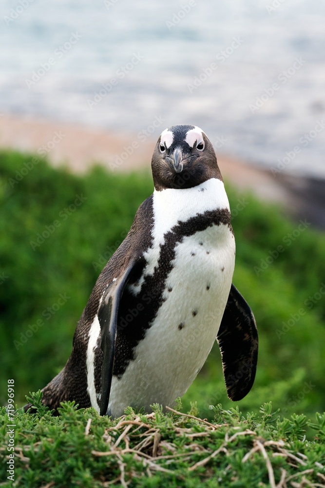 Obraz premium African penguin