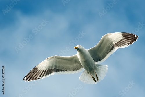 Flying kelp gull (Larus dominicanus)