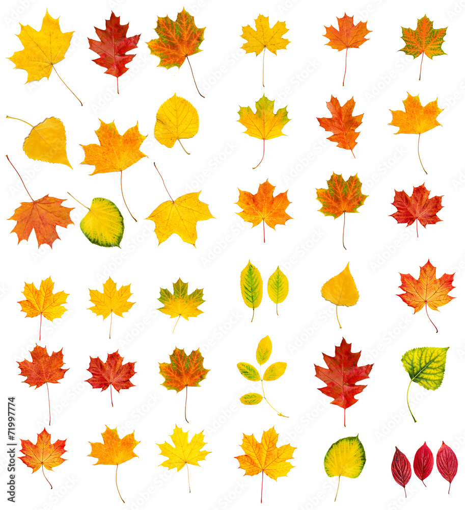 Fototapeta premium Big autumn leaves set