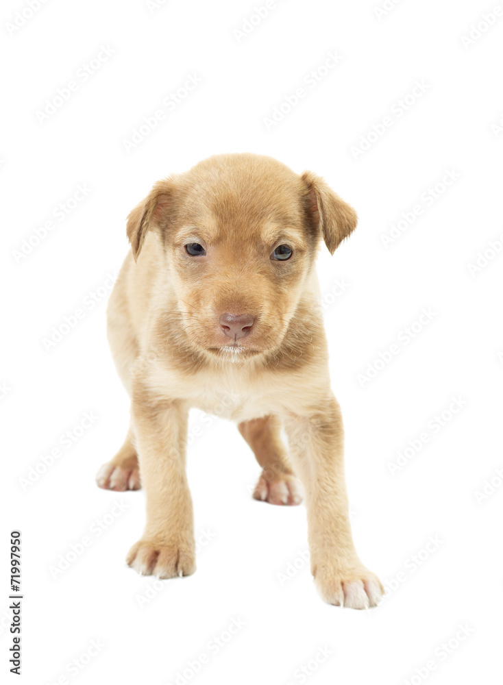 funny cute puppy unsure standing on all fours on a white backgro
