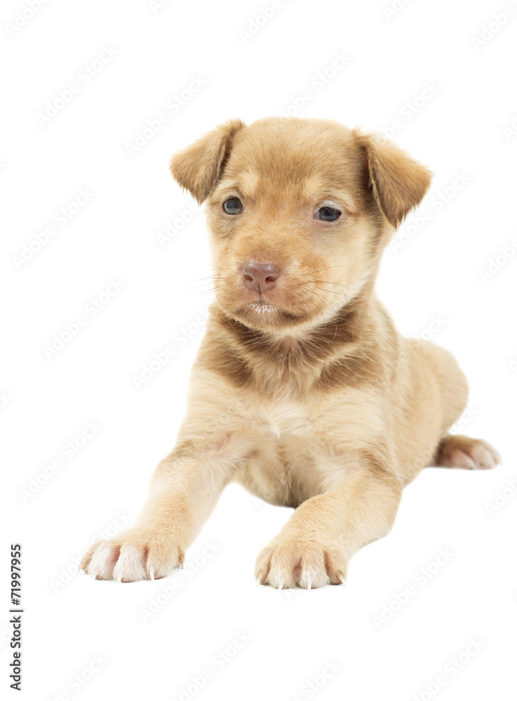 doggy on a white background isolated