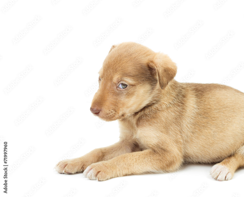 sad dog on a white background isolated sad dog on a white background isolated
