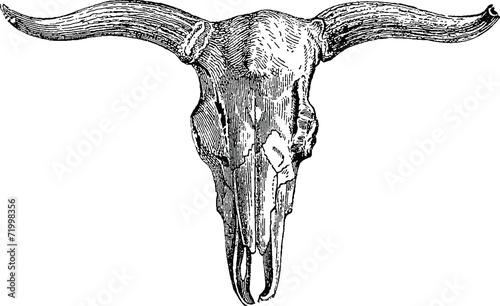 Vintage illustration bull skull