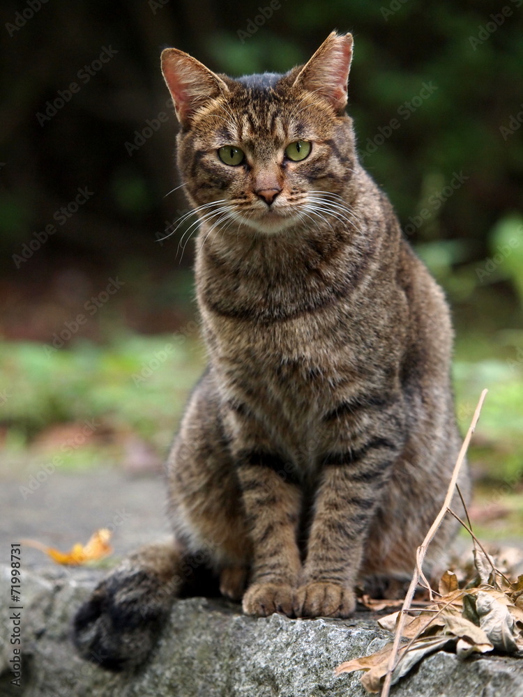 座り姿勢の猫