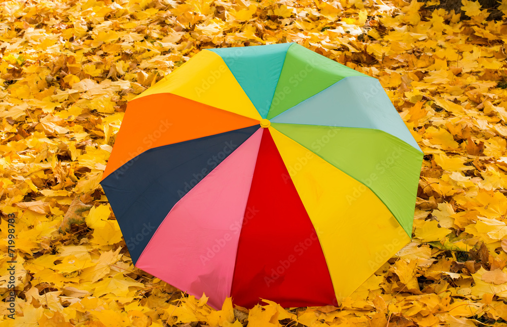 umbrella on autumn leaves