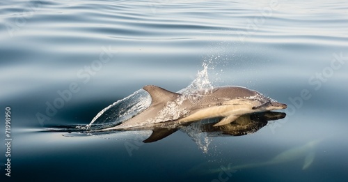 Dolphin, swimming in the ocean
