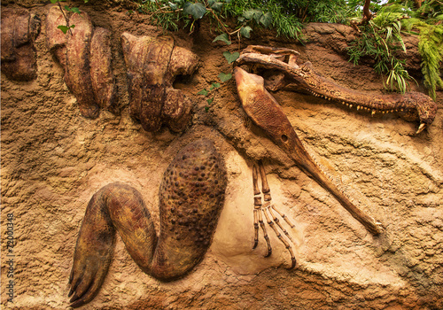 Crocodile fossil in sandstone