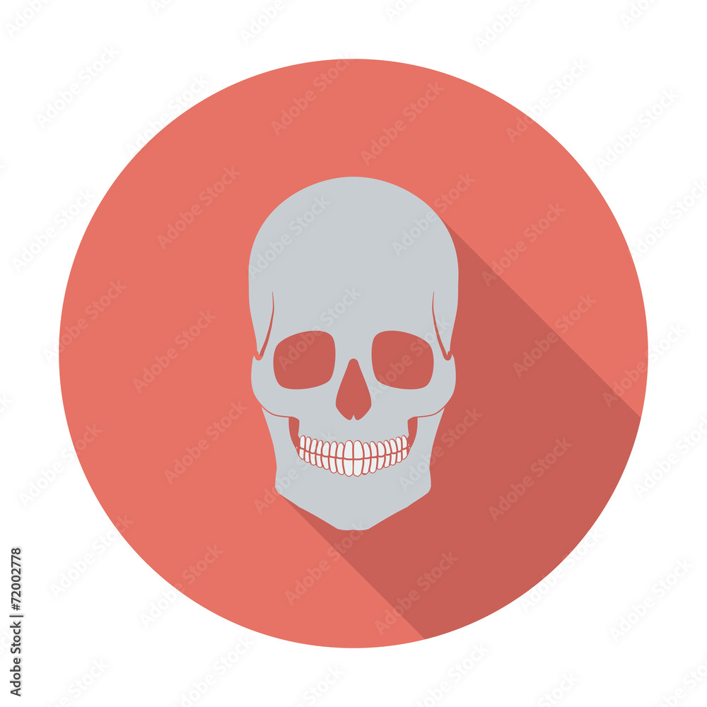 Anotomy skull Anotomy skull