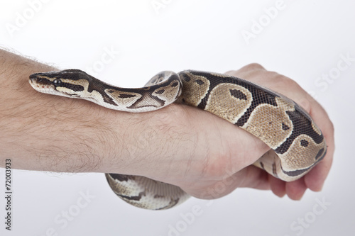 Ball Python on the hand with white background