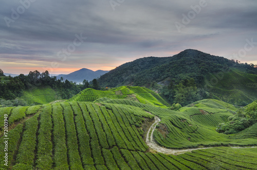 Tea plantation Cameron highlands, Malaysia