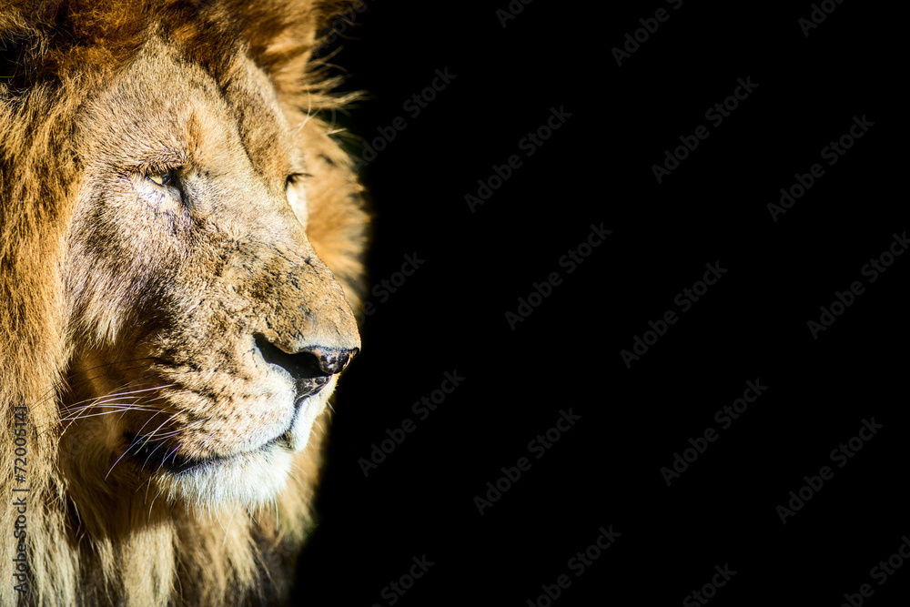 Fototapeta premium old lion on black background with copy space