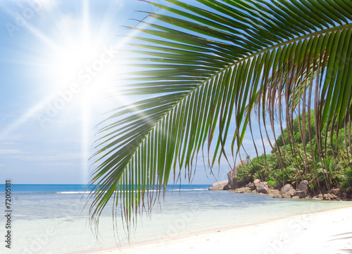 Island Lagoon Palms Overhanging © alma_sacra