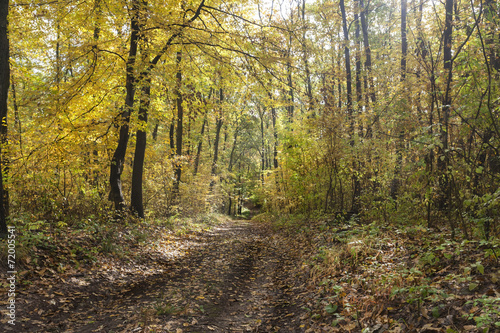 Forest road