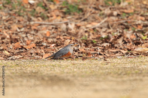 Grey-backed Thrush (Turdus hortulorum) in Japan photo