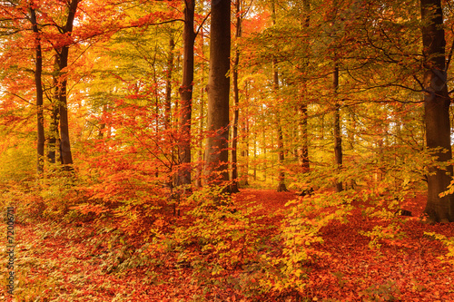 beautiful autumn colors in the forest