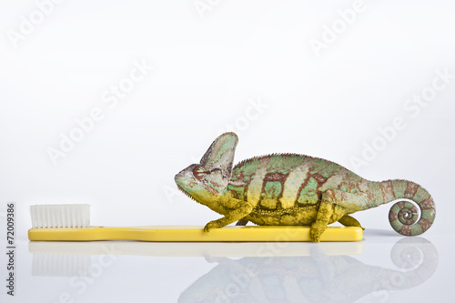 Chameleon on the yellow plastic toothbrush with white background