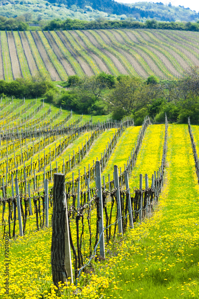 spring vineyards, Southern Moravia, Czech Republic