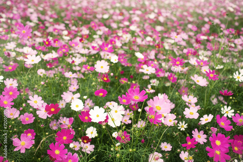 Naklejka premium 코스모스
